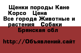 Щенки породы Кане-Корсо › Цена ­ 25 000 - Все города Животные и растения » Собаки   . Брянская обл.